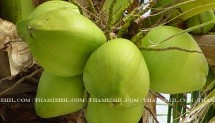 இளநீர், illaneer, tender couconut, coconut