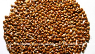சாமை