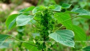kuppai-meni, kuppai mani, ACALYPHA INDICA, EUPHORBIACEAE, பூனை விரட்டி, இந்தியன் அக்கலிப்பா,மரகாந்தா, குப்பி, கஜோதி