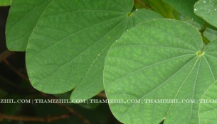 mandaarai, மந்தாரை