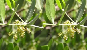 yennai thipilli, யானை திப்பிலி, kudalpun, maruthuvam
