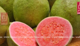 கொய்யா, guava, Health, sugar, இனிப்பு, சர்க்கரை, உடல்நலம், பருமன், கரும்பு, உடல் பருமன், sugar, health,obesity, diabetes, organic, body control, natural