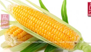 சோளம், solam, maize, corn, corn Field, Healthy, digestion, உடல்நலம், மருத்துவம், ஆரோக்கியம், சித்த, இயற்கை, பாட்டிவைத்தியம், சித்த மருத்துவம்